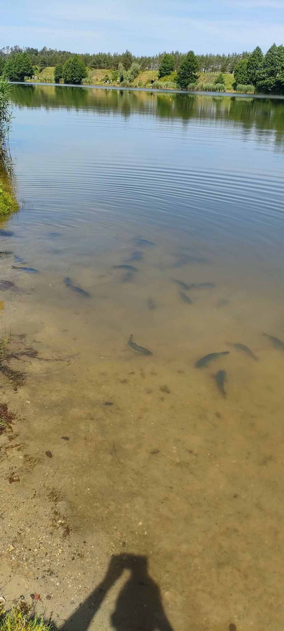 Fotorelacja z zarybiania